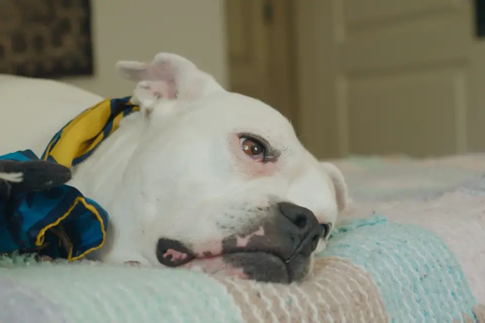 Senior dog resting at home