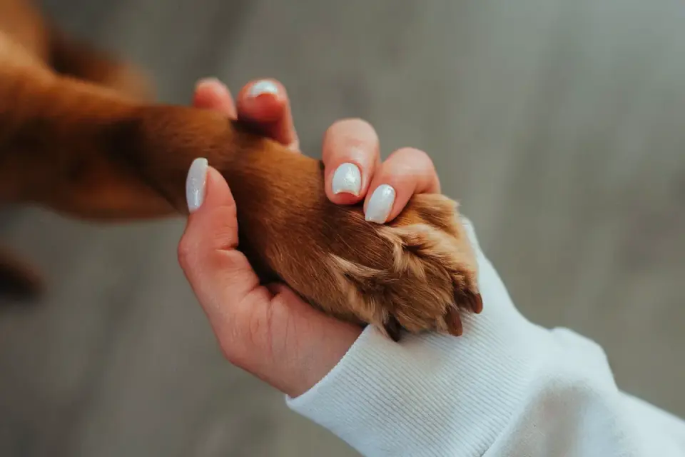 Senior dog taking a soft chew supplement from an owner's hand at home