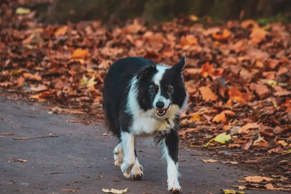 Senior dog walking outdoors