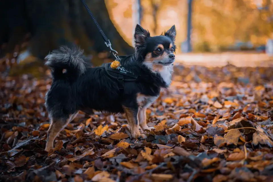 Senior dog walking outdoors