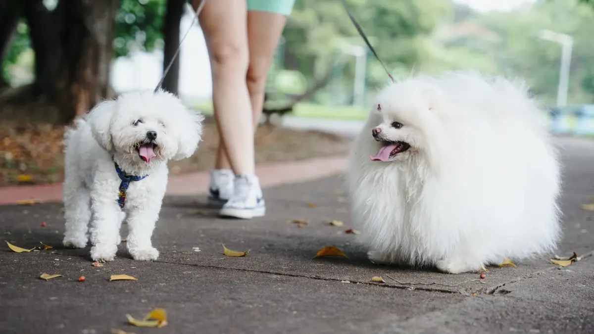 Senior dog walking with an owner