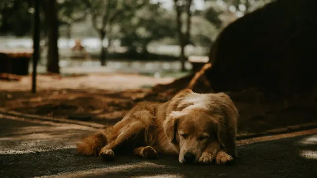 Senior golden retriever lying calmly on a porch