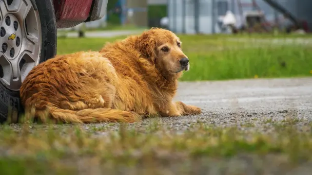 Senior golden retriever lying calmly on an indoor dog bed