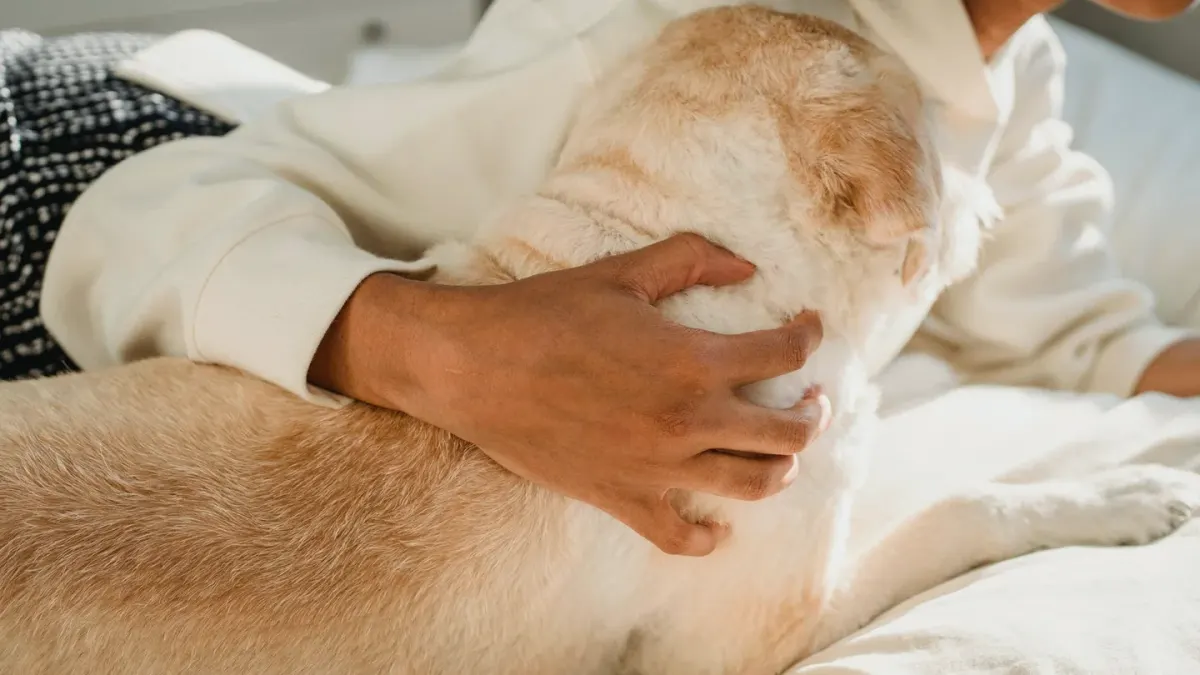 Senior golden retriever lying calmly on an orthopedic dog bed