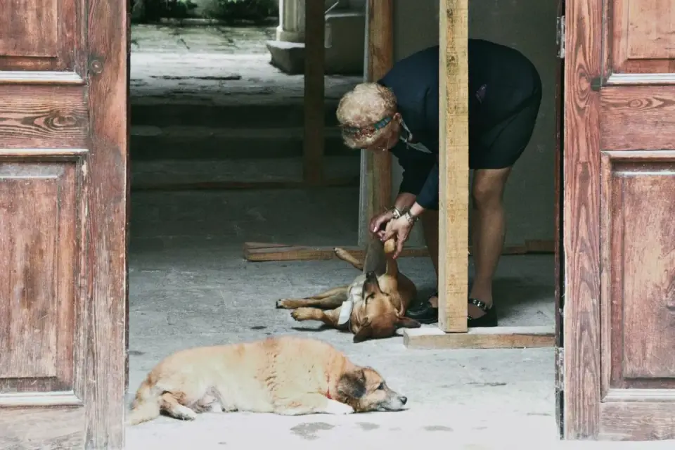 Veterinarian palpating a senior dog's spine and hips during a wellness exam